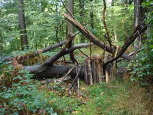 14498