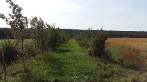 306466