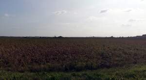 320067