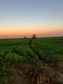 339446