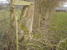 37064