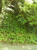 miniature